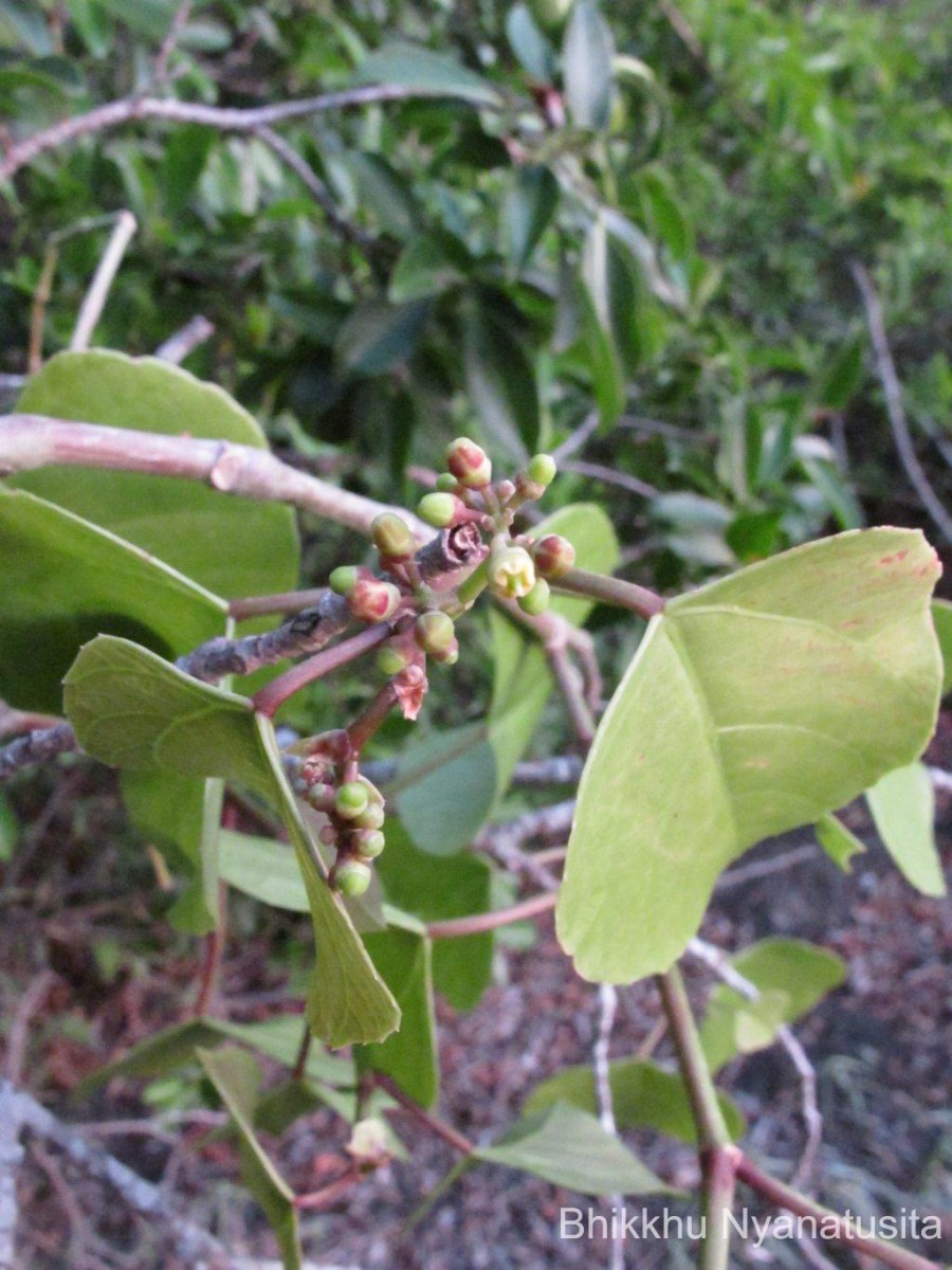 Cissus lonchiphylla Thwaites